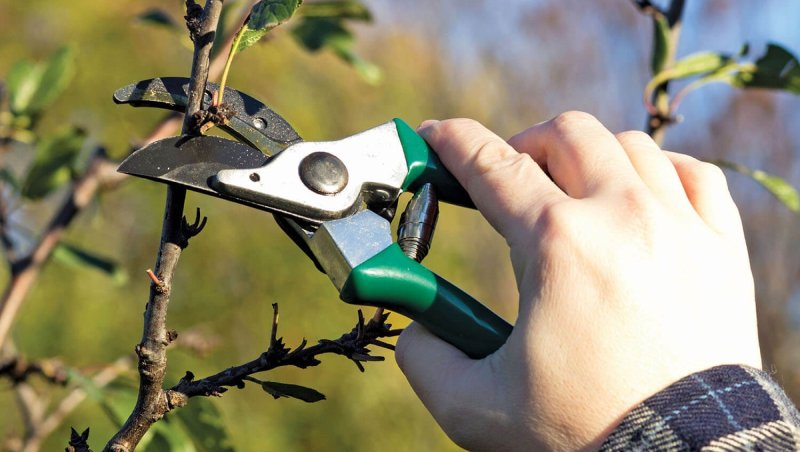 5-top-tips-for-proper-tree-pruning